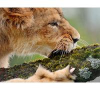 OZLHSP Puzzle 3D 1000 Piece Lions Grands Animaux 75x50cm