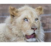 OZLHSP Puzzle 3D 1000 Pieces Lions Grands félins Animaux 75x50cm