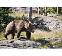 OZLHSP Puzzle 3D 1500 Piece Ours Bruns Animal 87x57cm