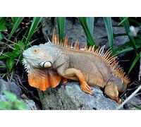 OZLHSP Puzzle 3D 1500 Piece Reptiles Iguanes Animaux 87x57cm