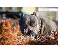 OZLHSP Puzzle 3D 1500 Pieces Cane Corso Cane Corso Animaux 87x57cm