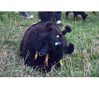 OZLHSP Puzzle 3D 1500 Pieces Caniche Animal 87x57cm