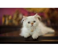 OZLHSP Puzzle 3D 1500 Pieces Chatons Animaux 87x57cm