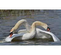 OZLHSP Puzzle 3D 1500 Pieces Cygnes Animal 87x57cm