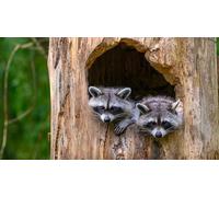 OZLHSP Puzzle 3D 1500 Pieces Ratons laveurs Animal 87x57cm