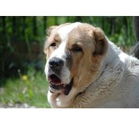 OZLHSP Puzzle 3D 500 Piece Animaux de Berger d'Asie Centrale 52x38cm