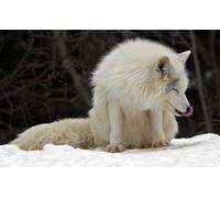 OZLHSP Puzzle 3D 500 Piece Animaux Renards Renard Arctique 52x38cm