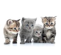 OZLHSP Puzzle 3D 500 Piece Chatons Animaux 52x38cm