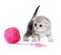 OZLHSP Puzzle 3D 500 Piece Chatons Animaux 52x38cm