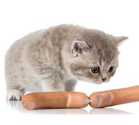 OZLHSP Puzzle 3D 500 Piece Chatons Animaux 52x38cm