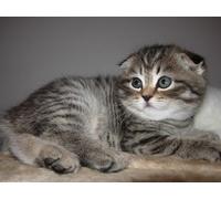 OZLHSP Puzzle 3D 500 Piece Chatons Scottish Fold Animal 52x38cm