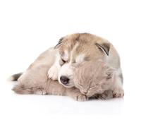 OZLHSP Puzzle 3D 500 Piece Chiots Chatons Husky Animaux 52x38cm