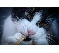 OZLHSP Puzzle 3D 500 Pieces Animaux à Griffes 52x38cm