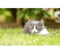 OZLHSP Puzzle 3D 500 Pieces Animaux Chatons 52x38cm