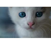 OZLHSP Puzzle 3D 500 Pieces Animaux Chatons 52x38cm