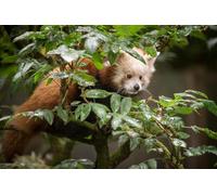 OZLHSP Puzzle 3D 500 Pieces Animaux Panda Roux 52x38cm