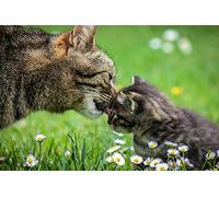 OZLHSP Puzzle 3D 500 Pieces Chatons Animaux 52x38cm