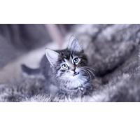 OZLHSP Puzzle 3D 500 Pieces Chatons Animaux 52x38cm