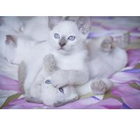 OZLHSP Puzzle 3D 500 Pieces Chatons Chatons Animaux 52x38cm