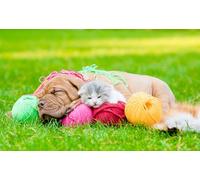 OZLHSP Puzzle 3D 500 Pieces Chatons Dogue de Bordeaux 52x38cm