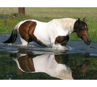 OZLHSP Puzzle 3D 500 Pieces Cheval Animal 52x38cm