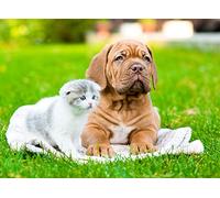 OZLHSP Puzzle 3D 500 Pieces Chiots Chatons Bordeaux Chien Animaux 52x38cm