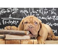 OZLHSP Puzzle 3D 500 Pieces Dogue de Bordeaux Animaux 52x38cm