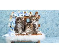 OZLHSP Puzzle 3D 500 Pieces Les Chatons de Lily Animaux 52x38cm