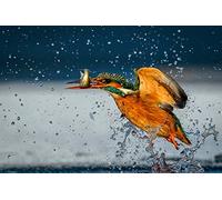 OZLHSP Puzzle 3D 500 Pieces Martin-pêcheur commun 52x38cm