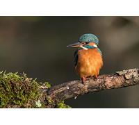 OZLHSP Puzzle 3D 500 Pieces Martin-pêcheur d'europe Animaux 52x38cm