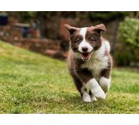OZLHSP Puzzle 3D Adulte 1000 Piece Chiots Border Collie Animaux 75x50cm