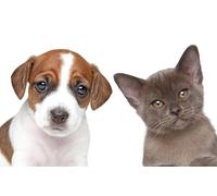 OZLHSP Puzzle 3D Adulte 1000 Piece Chiots Chatons Animaux 75x50cm