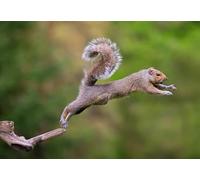 OZLHSP Puzzle 3D Adulte 1000 Piece Écureuil Rongeurs Animal 75x50cm