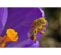 OZLHSP Puzzle 3D Adulte 1500 Piece Abeilles Insectes Pollen Animaux 87x57cm