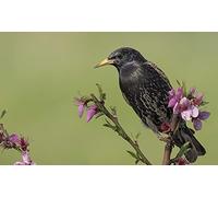 OZLHSP Puzzle 3D Adulte 1500 Piece Animaux étourneaux 87x57cm