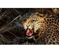 OZLHSP Puzzle 3D Adulte 1500 Piece Caniches Animaux 87x57cm