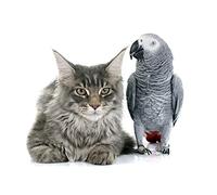 OZLHSP Puzzle 3D Adulte 1500 Piece Chats Perroquets Animaux 87x57cm