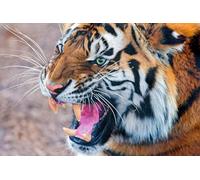 OZLHSP Puzzle 3D Adulte 1500 Piece Tigres Grands félins Animaux 87x57cm