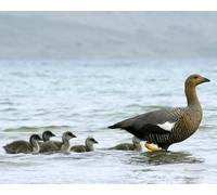 OZLHSP Puzzle 3D Adulte 500 Piece Animaux 52x38cm