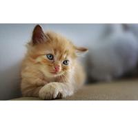 OZLHSP Puzzle 3D Adulte 500 Piece Chatons 52x38cm