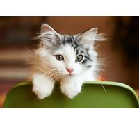 OZLHSP Puzzle 3D Adulte 500 Piece Chatons Animaux 52x38cm