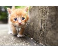 OZLHSP Puzzle 3D Adulte 500 Piece Chatons Animaux 52x38cm