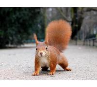 OZLHSP Puzzle 3D Adulte 500 Piece Écureuil Rongeurs Animal 52x38cm
