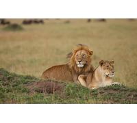 OZLHSP Puzzle 3D Adulte 500 Piece Lions Grands félins Animaux 52x38cm