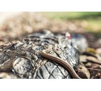 OZLHSP Puzzle 3D Adulte 500 Piece Serpents Crocodiles Animaux 52x38cm