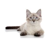 OZLHSP Puzzle 3D Fille 1000 Piece Chatons Animaux 75x50cm