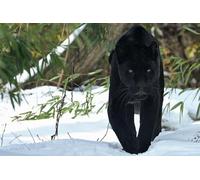 OZLHSP Puzzle 3D Fille 1000 Piece Panthère Grands félins Animal 75x50cm