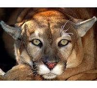 OZLHSP Puzzle 3D Fille 1000 Piece Puma Grands félins Animal 75x50cm