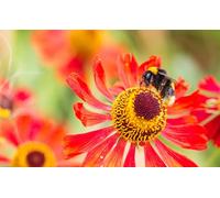 OZLHSP Puzzle 3D Fille 1500 Piece Abeilles Insectes Animaux 87x57cm