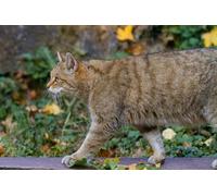 OZLHSP Puzzle 3D Fille 1500 Piece Animaux 87x57cm